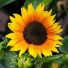 benih bunga matahari