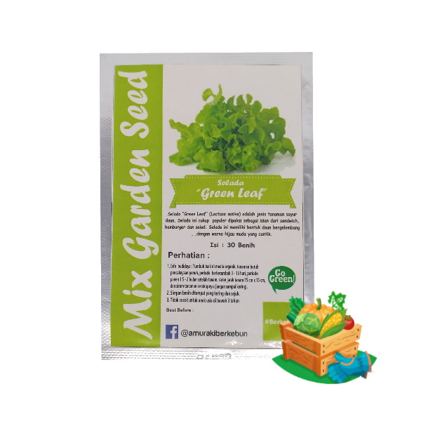 benih selada green leaf mgs