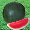 benih semangka