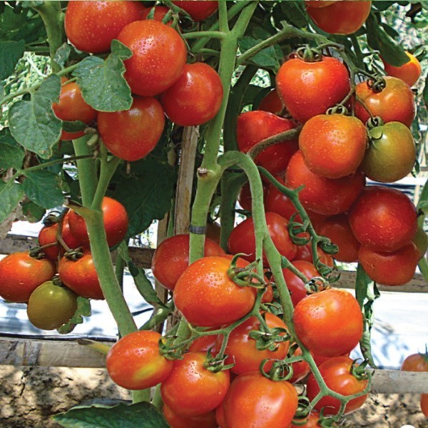 benih tomat f1