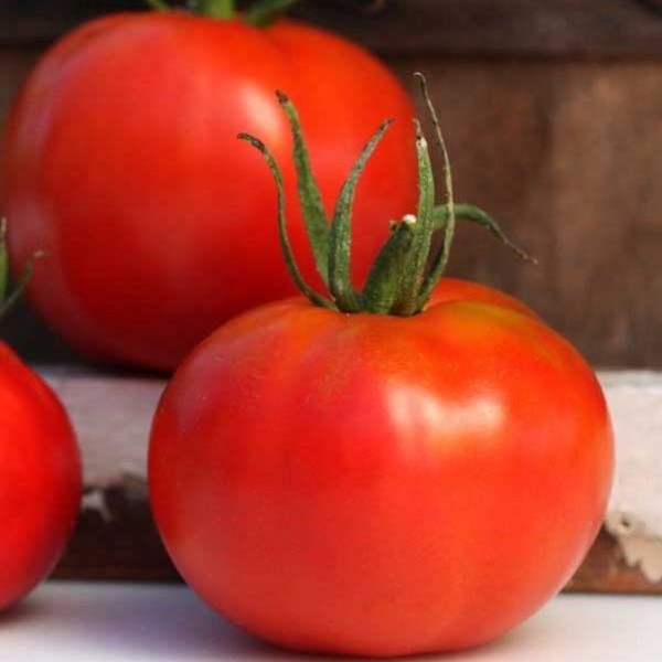 benih tomat marglobe