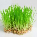 wheat-grass-rumput-gandum